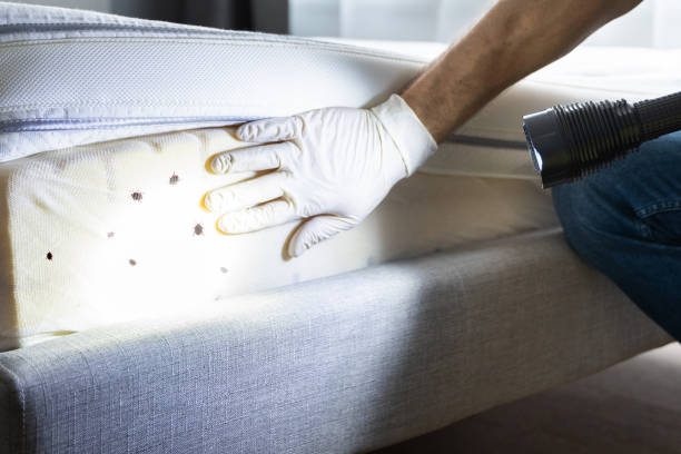 Best Pest Inspection Near Me  in Petersburg, AK