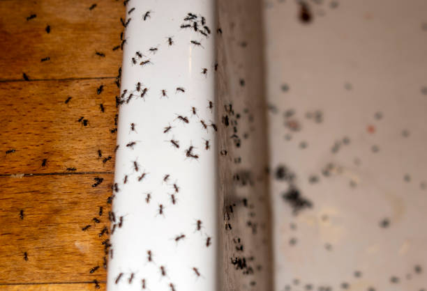 Insect Control in Petersburg, AK