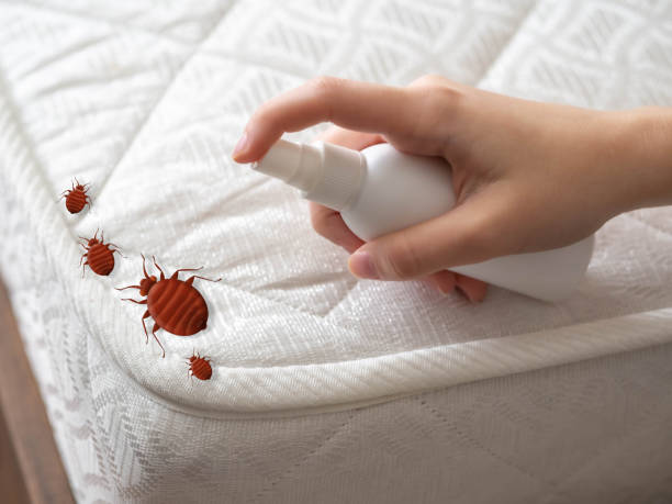 Best Local Pest Control Services  in Petersburg, AK